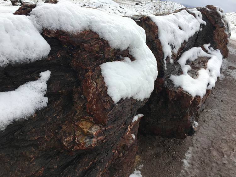 Petrified Forest National Park